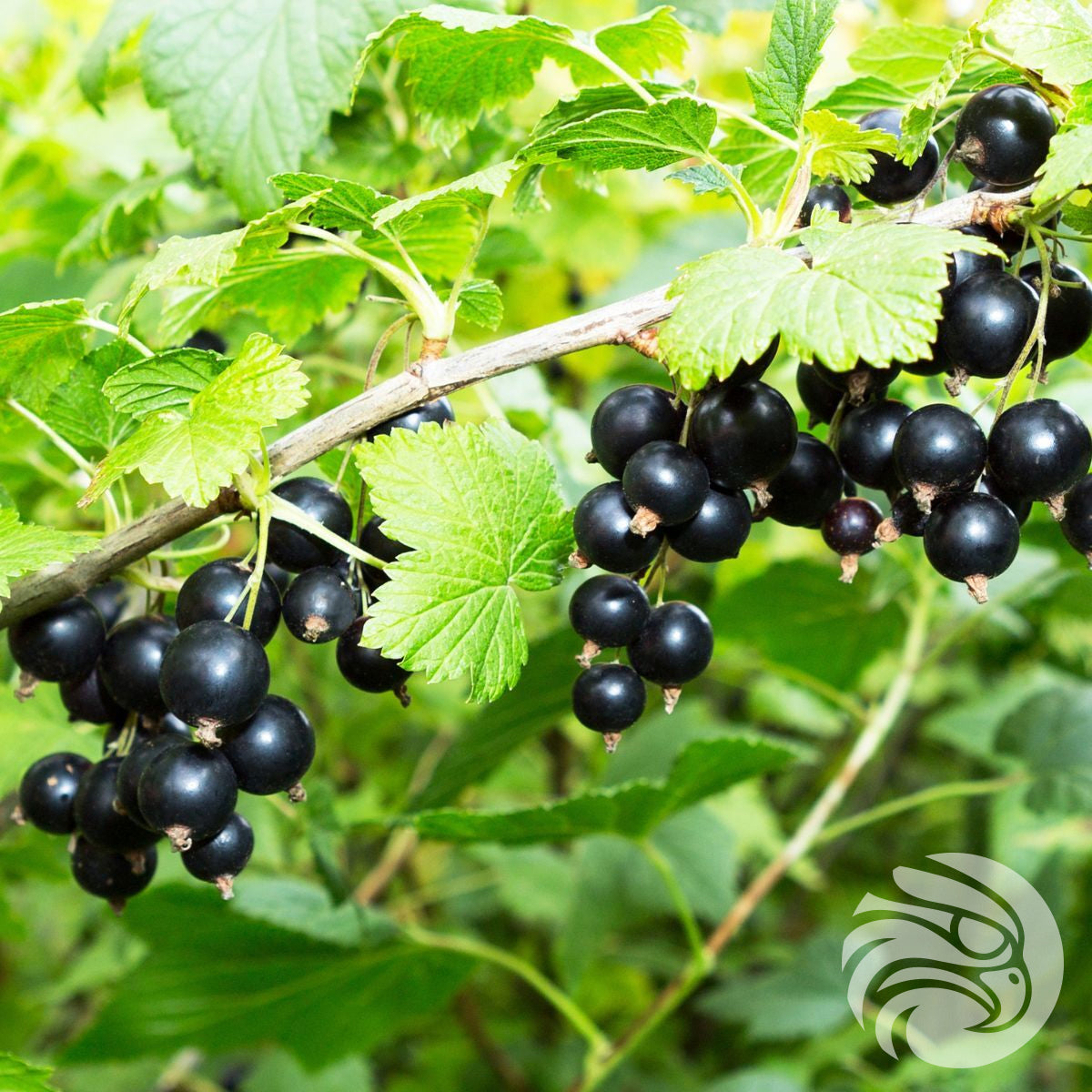 Manuka honey Lozenges with Blackcurrant • 15 pcs.