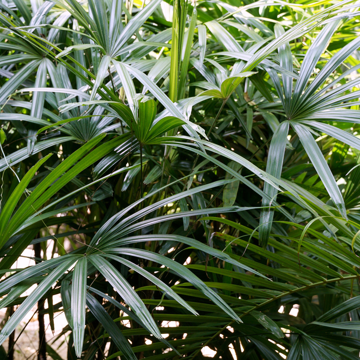 PROSTAX prostate complex • 60 capsules