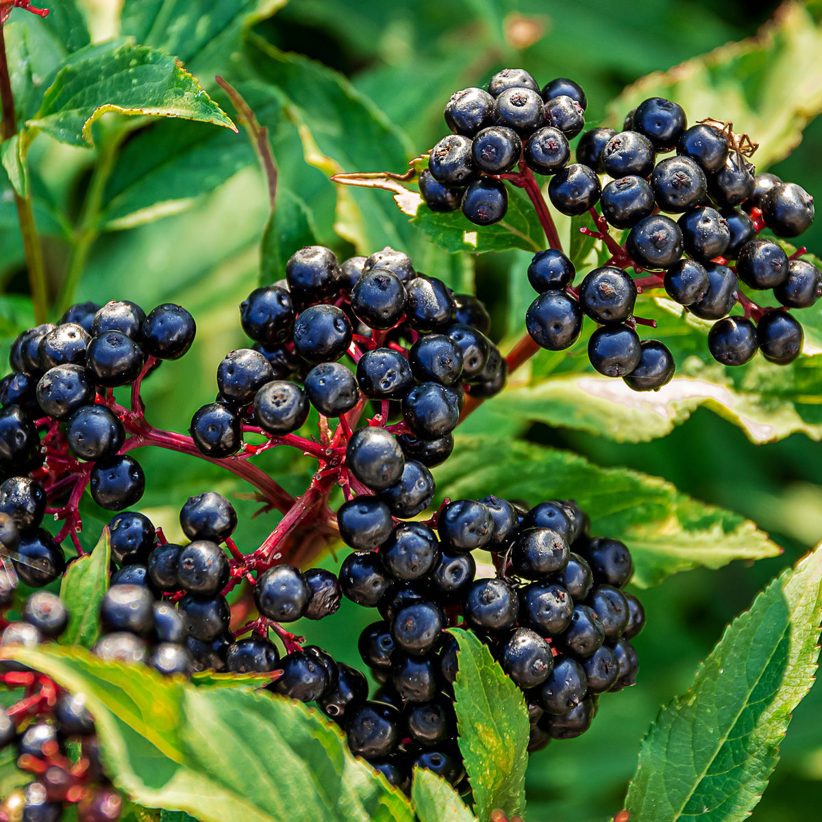 Sambucol black elderberry syrup, Children • 120 ml