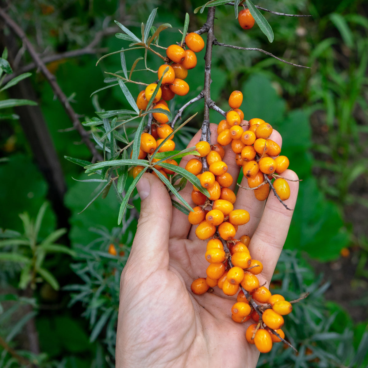 Mannavita Hungarian cold-pressed Sea Buckthorn seed oil • 40 ml