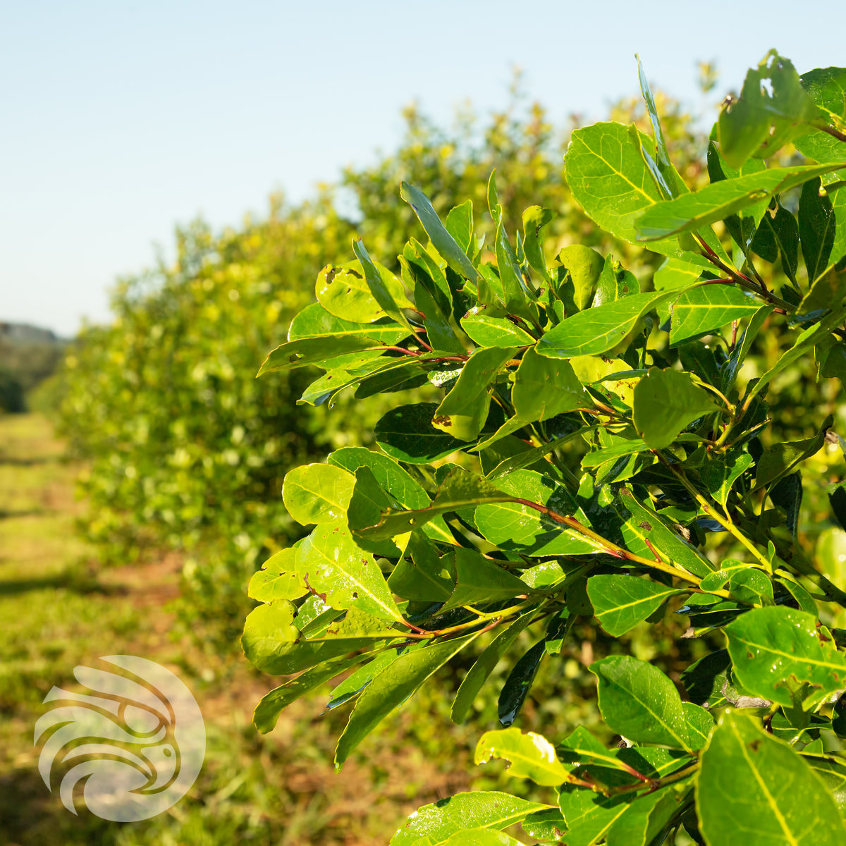 Kraus yerba mate tea • Silvestre, MINT • 500 g