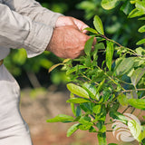 CBSé yerba mate tea • Hierbas Serranas • 500 g