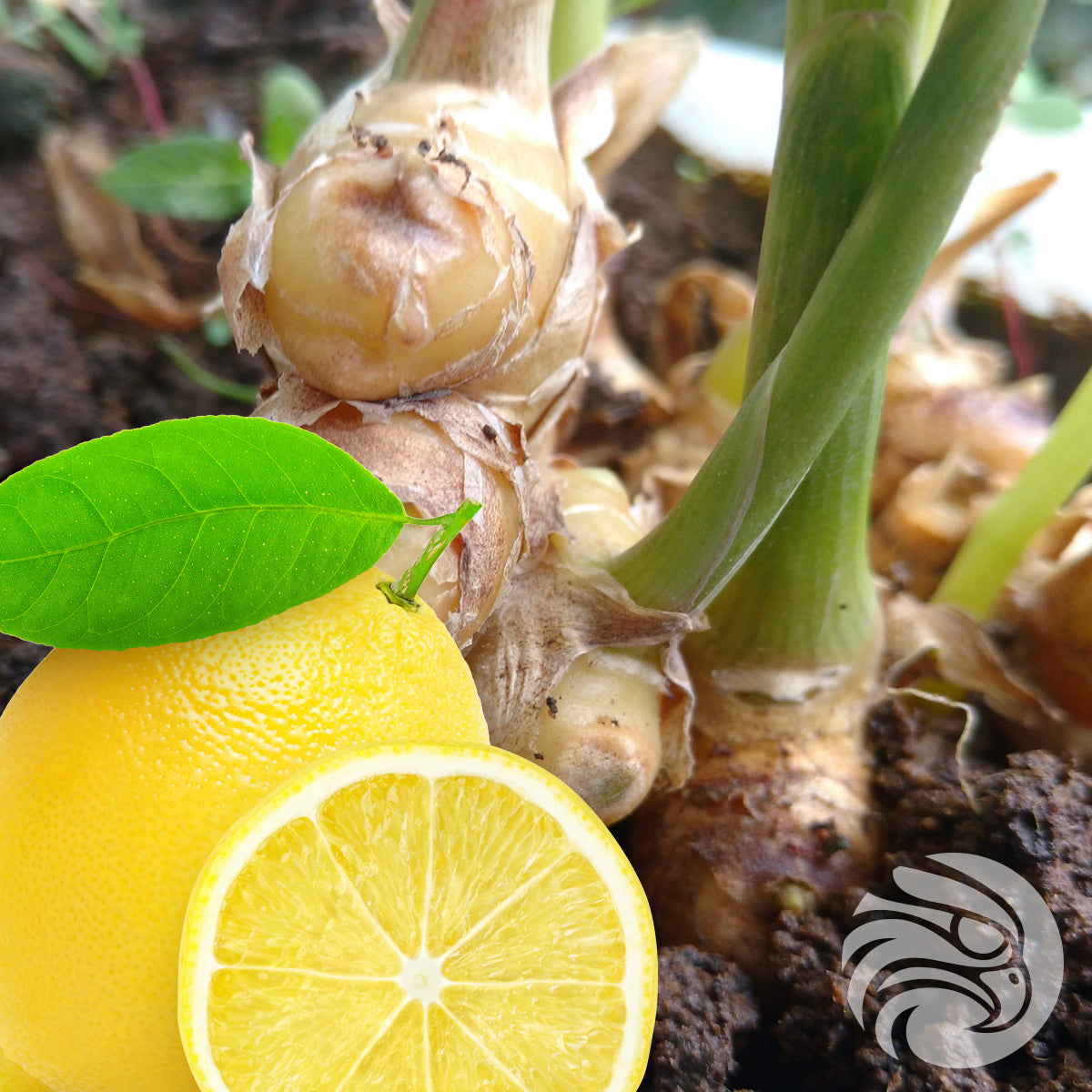 Manuka honey Lozenges with Natural Ginger & Lemon • 15 pcs.