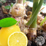 Manuka honey Lozenges with Natural Ginger & Lemon • 15 pcs.