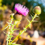 Mannavita Hungarian cold-pressed Milk Thistle seed oil • 250 ml