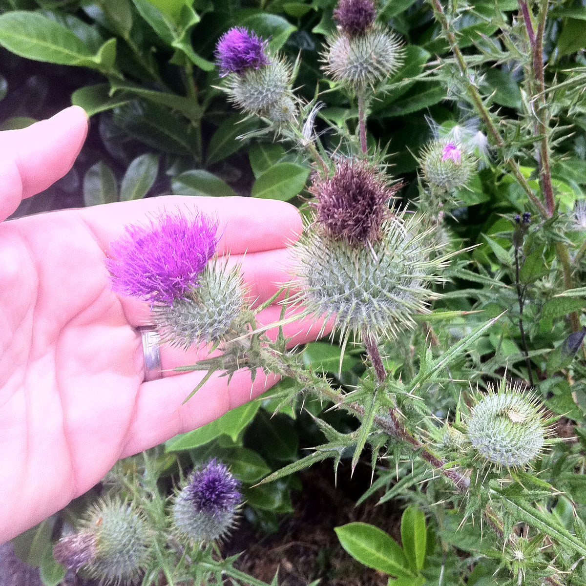 Mannavita Hungarian cold-pressed Milk Thistle seed oil • 250 ml