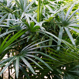 PROSTAX prostate complex • 60 capsules