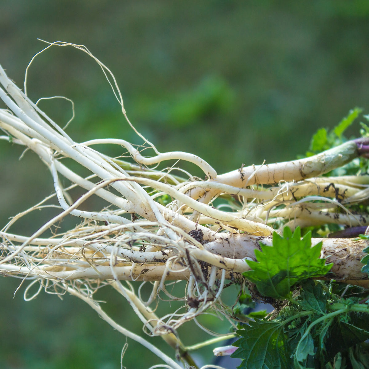 PROSTAX prostate complex • 60 capsules