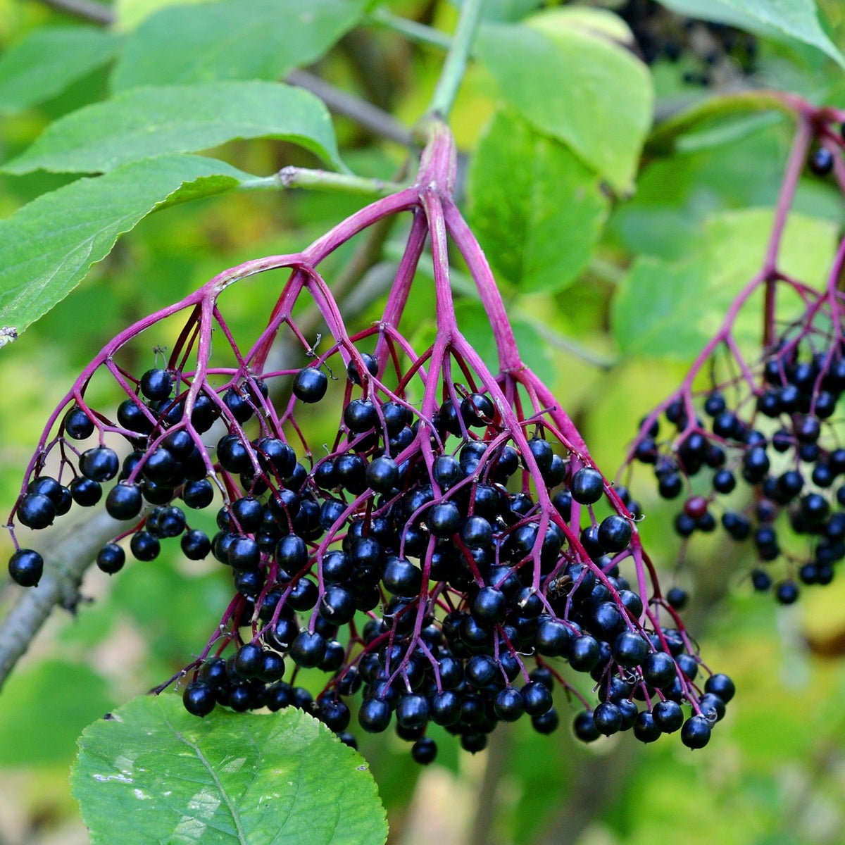 Sambucol black elderberry syrup, Children • 120 ml